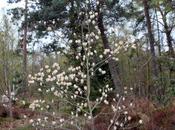 Magnolia soulangeana, variétés blanches