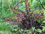 Berberis ottawensis