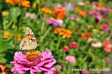 Comment inviter les papillons dans son jardin ?