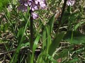 Floraison d’Orchis pourpre