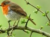 Fête Nature 2012 partez rencontre oiseaux dans Parcs Nationaux Français