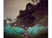 nuit étoilée sous pieds.