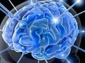 Cerebrum, cerebellum: l'avantage d'avoir Cerveau.
