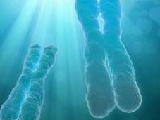 Evolution fécondité: chromosome sexe masculin est-il menacé?