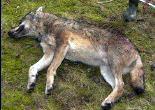 Onze loups pourront être tués 2012-2013