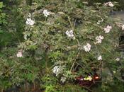 Sambucus nigra 'Guincho Purple'