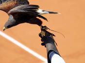 faucons pour chasser pigeons Roland-Garros