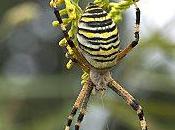 Lectures (Yiannis Lhermet)