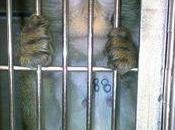 Lyon macaques condamnés mort laboratoire Ricerca