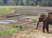 satellites pour sauver éléphants voie disparition