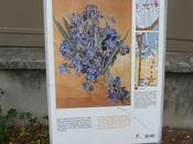 "Nature morte:les iris" Vincent Gogh(photo prise Saint-Rémy Provence)