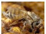 PESTICIDES: Ministre l’Agriculture secours abeilles butineuses Science- Anses