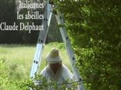 Métissées, noires, Italiennes abeilles Claude Delphaut