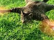 Insolite quadricopter fabriqué partir d’un véritable chat