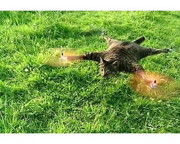 Insolite : un quadricopter fabriqué à partir d’un véritable chat
