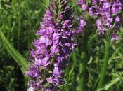 Dactylorhiza praetermissa, l’Orchis oublié négligé