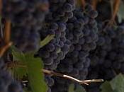 pesticides affectent cerveau viticulteurs