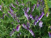 Vicia villosa, Vesce velue sables