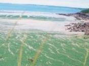 Moins d'algues vertes plages bretonnes cette année