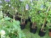 coup coeur jardins d'Albertas