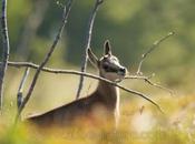 Astuce photographie animalière vacances