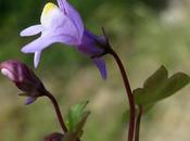 Cymbalaria muralis