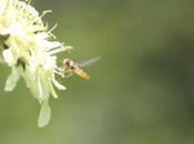 Cephalaria, au-dessus d'un nectar