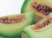 Melon: Comment peut-on cultiver?
