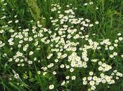 Matricaria recutita (Matricaire camomille, Petite camomille)