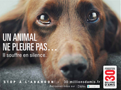 animal pleure pas, souffre silence