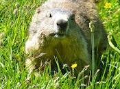 pays merveilleux marmottes