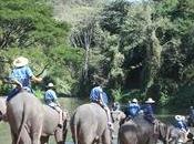éléphants Thung Kwian