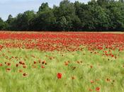 Rouge… Coquelicot, Mouron, Pivoine
