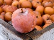 pomme génétiquement modifiée sème controverse