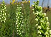 Orchidées vosgiennes Pseudorchis albida