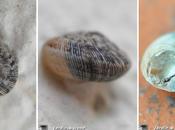 mini-escargots sortent avec pluies estivales...