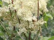 fruits reine-des-prés