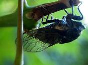bébêtes insolites jardin