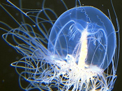 turritopsis nutricula (meduse) biologiquement immortelle