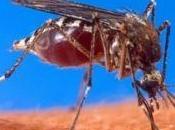 moustiques transgéniques Brésil