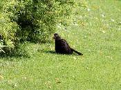 Jardin Plantes Nantes/ faune