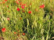 Clic-clac 2*39 Bio...