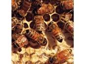 substances produites abeilles leurs bienfaits