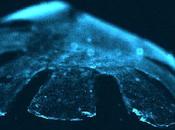 robot méduse ouvre pistes pour création coeurs artificiels