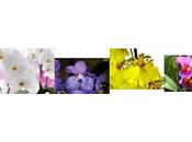 Conseils pour Orchidées