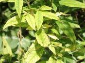 Lysimachia clethroides