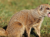 Carte blanche mangouste chausse trappe nickel pressing