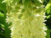 Nouveau chez fleuristes Eucomis
