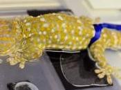 PANSEMENT: pieds gecko inspirent adhésif milieu humide Journal Experimental Biology