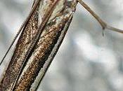 chenilles nourrissent mousses...